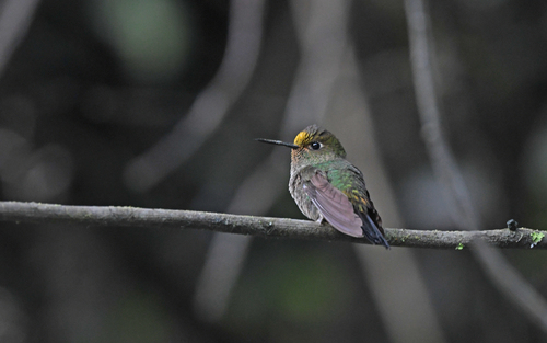 Buff-thighed Puffleg (Haplophaedia assimilis), photo 7
