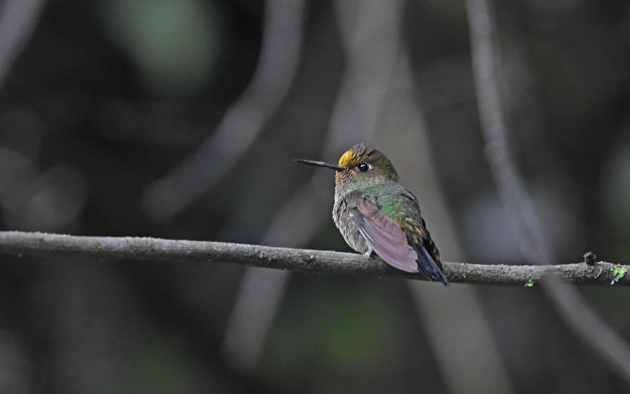 Buff-thighed Puffleg (Haplophaedia assimilis), photo 7