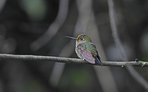 Buff-thighed Puffleg (Haplophaedia assimilis), photo 8