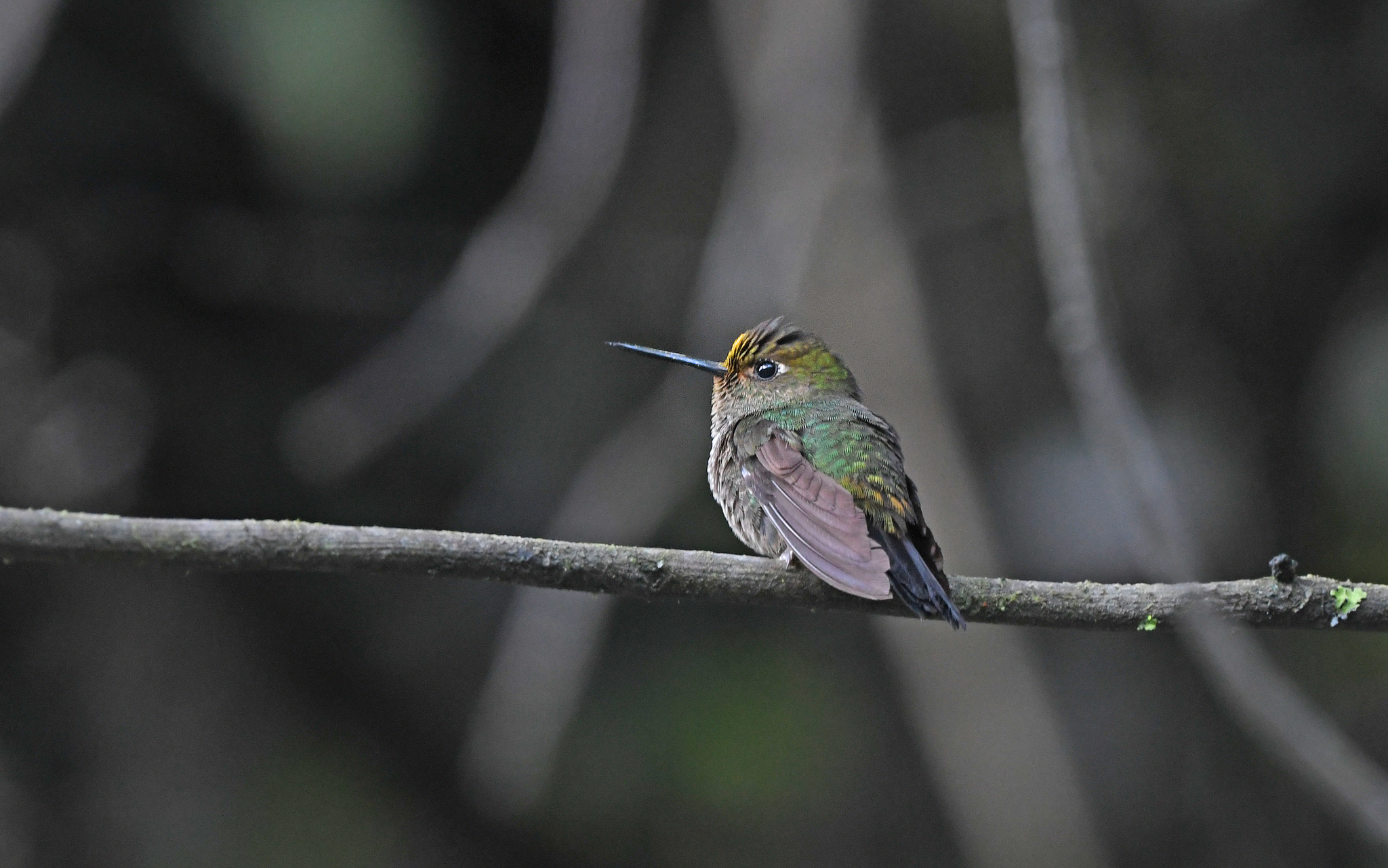 Buff-thighed Puffleg (Haplophaedia assimilis), photo 8