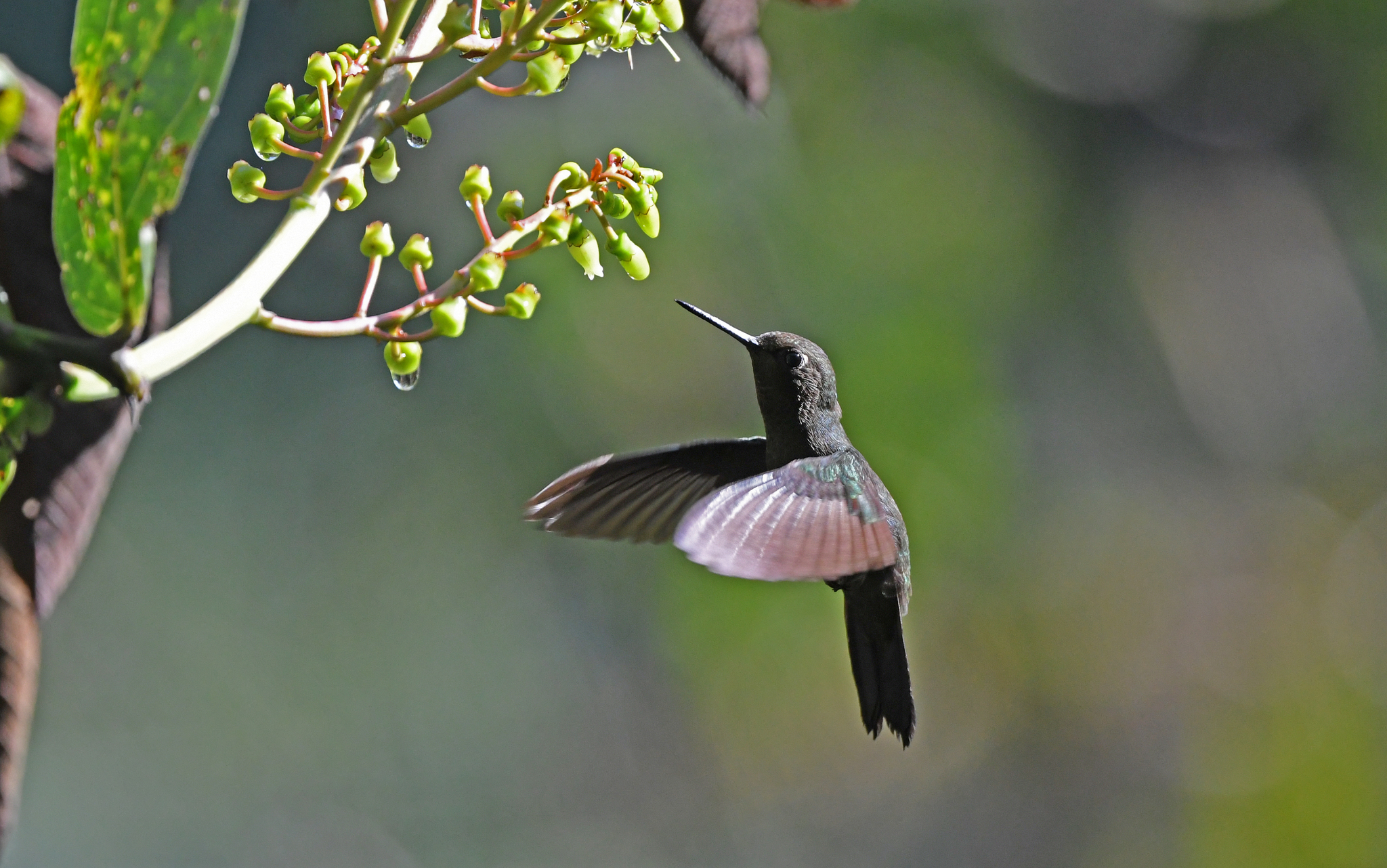 Buff-thighed Puffleg (Haplophaedia assimilis), photo 9