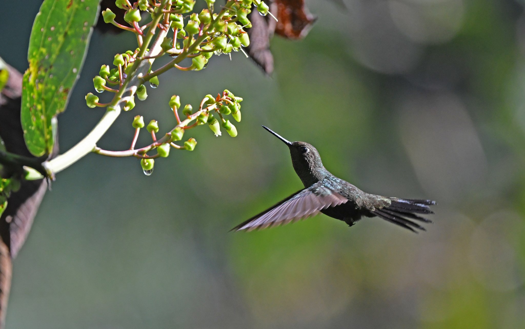 Buff-thighed Puffleg (Haplophaedia assimilis), photo 10