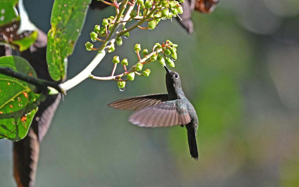Buff-thighed Puffleg photo