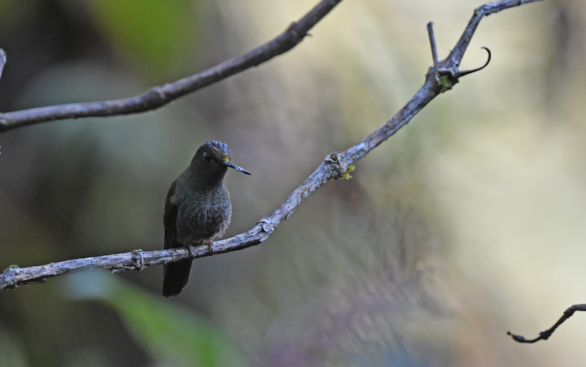 Buff-thighed Puffleg (Haplophaedia assimilis), photo 2