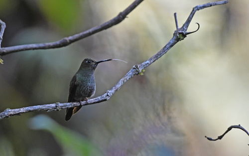 Buff-thighed Puffleg (Haplophaedia assimilis), photo 3