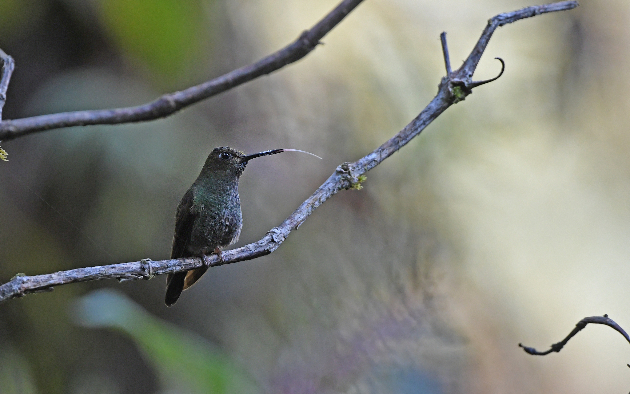 Buff-thighed Puffleg (Haplophaedia assimilis), photo 3