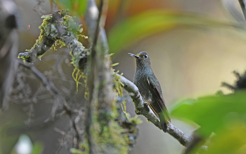 Buff-thighed Puffleg (Haplophaedia assimilis), photo 4