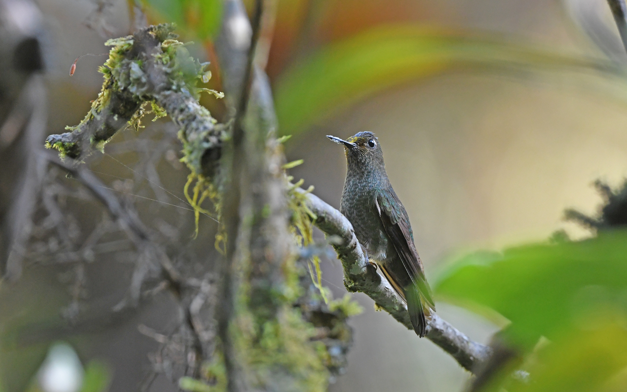 Buff-thighed Puffleg (Haplophaedia assimilis), photo 4