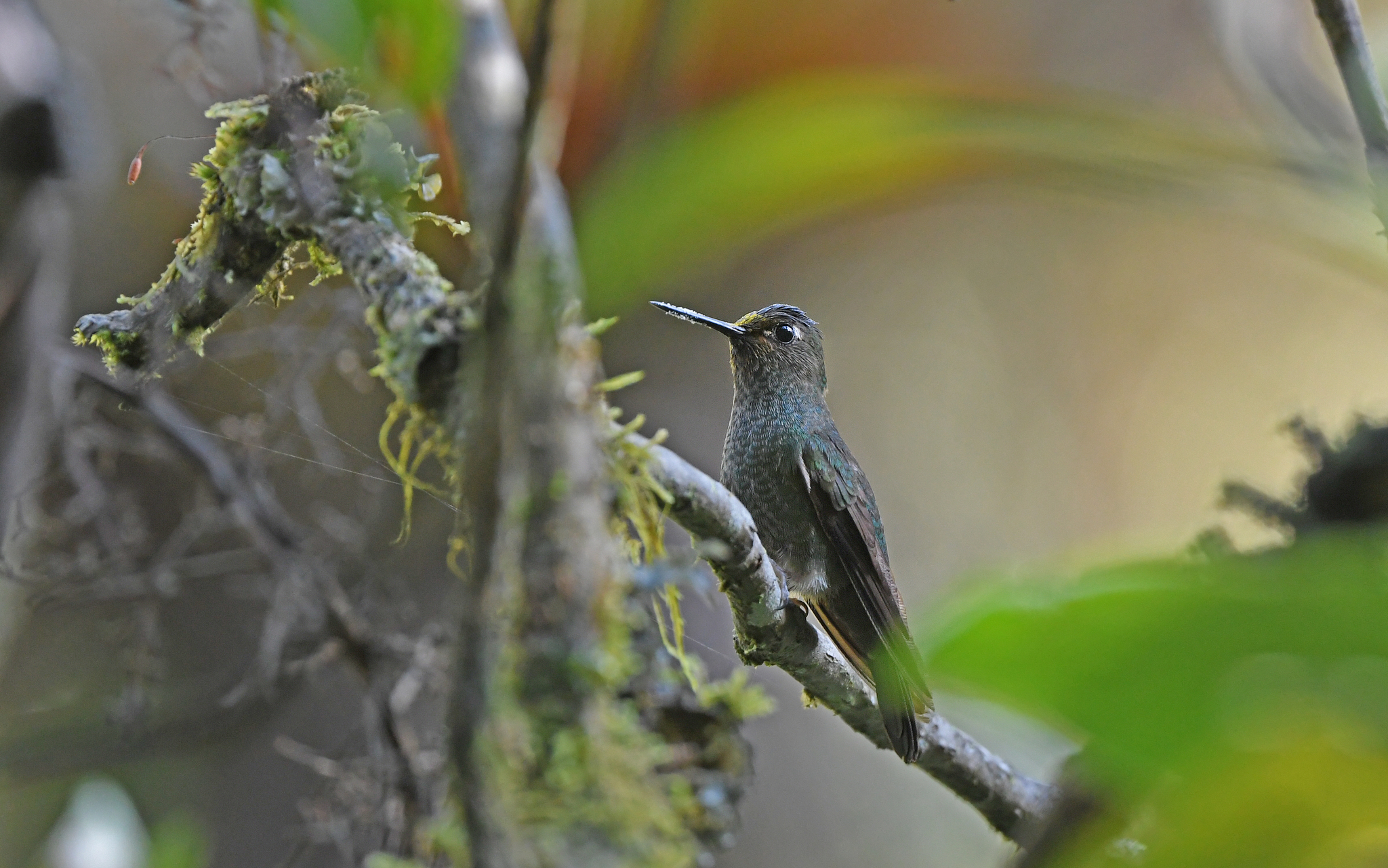 Buff-thighed Puffleg (Haplophaedia assimilis), photo 5