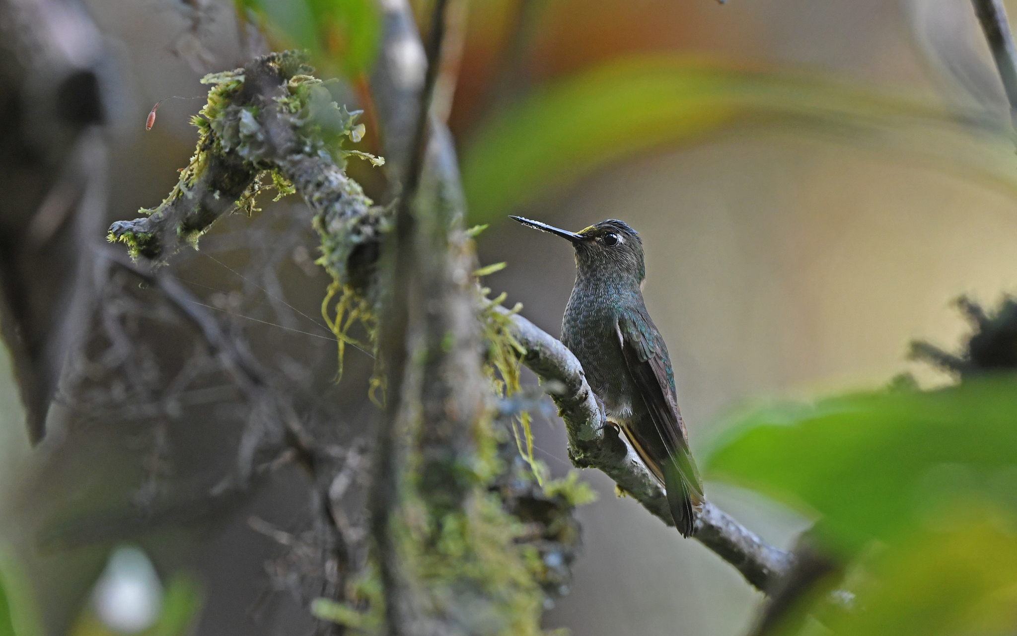 Buff-thighed Puffleg (Haplophaedia assimilis), photo 6