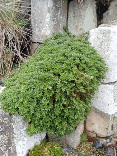 Image of Veronica chathamica by (c) John Barkla, some rights reserved (CC BY)