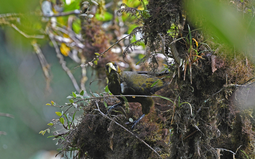 Dusky-green Oropendola (Psarocolius atrovirens), photo 7