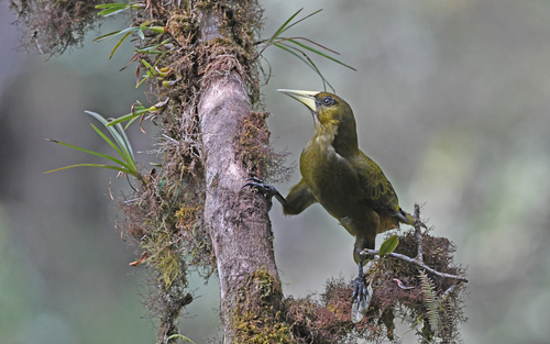 Dusky-green Oropendola (Psarocolius atrovirens), photo 8