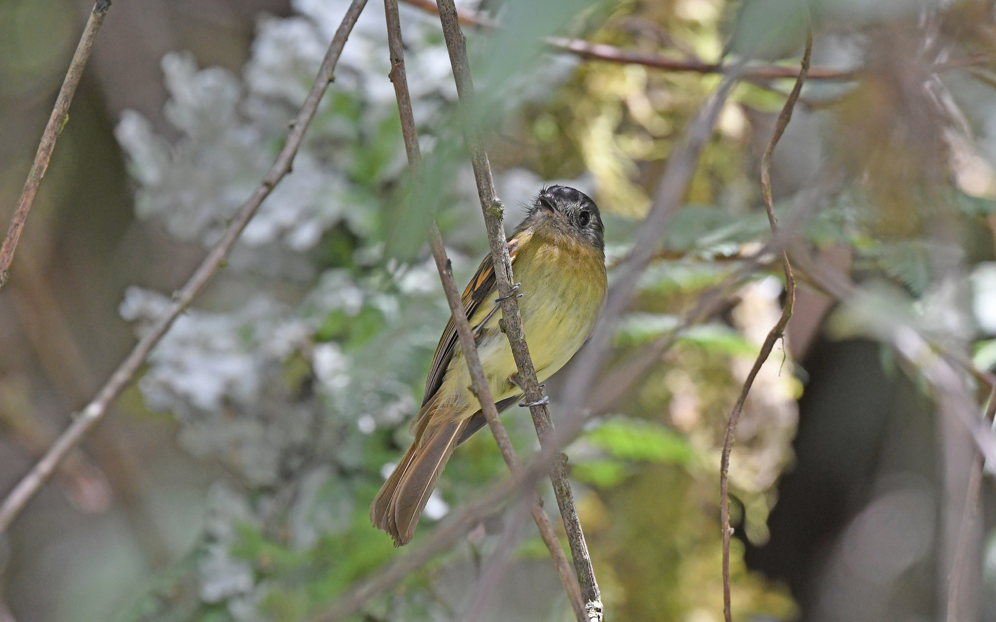 Inca Flycatcher (Leptopogon taczanowskii), photo 6
