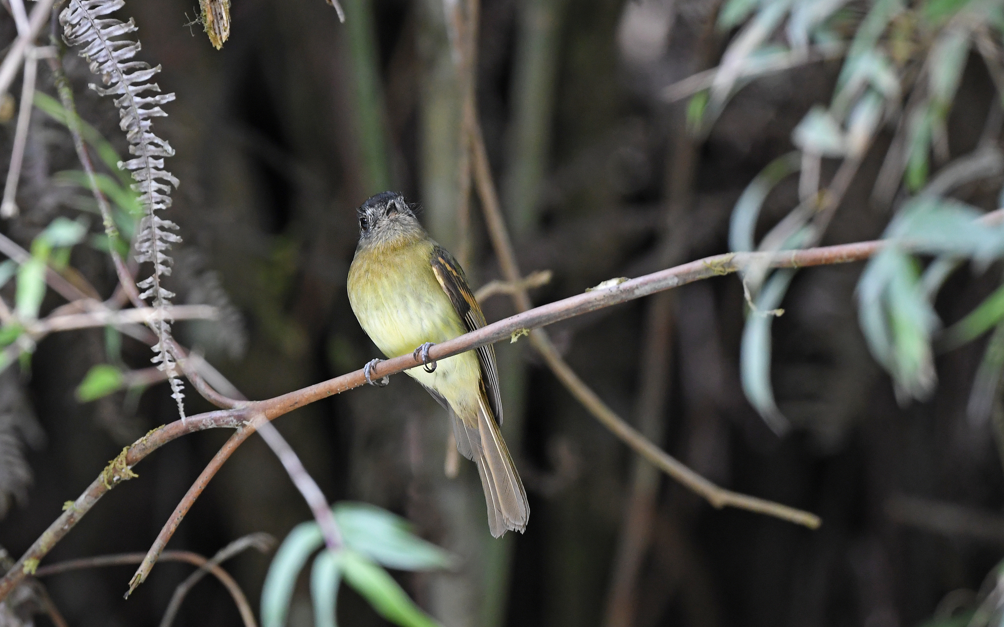 Inca Flycatcher (Leptopogon taczanowskii), photo 3