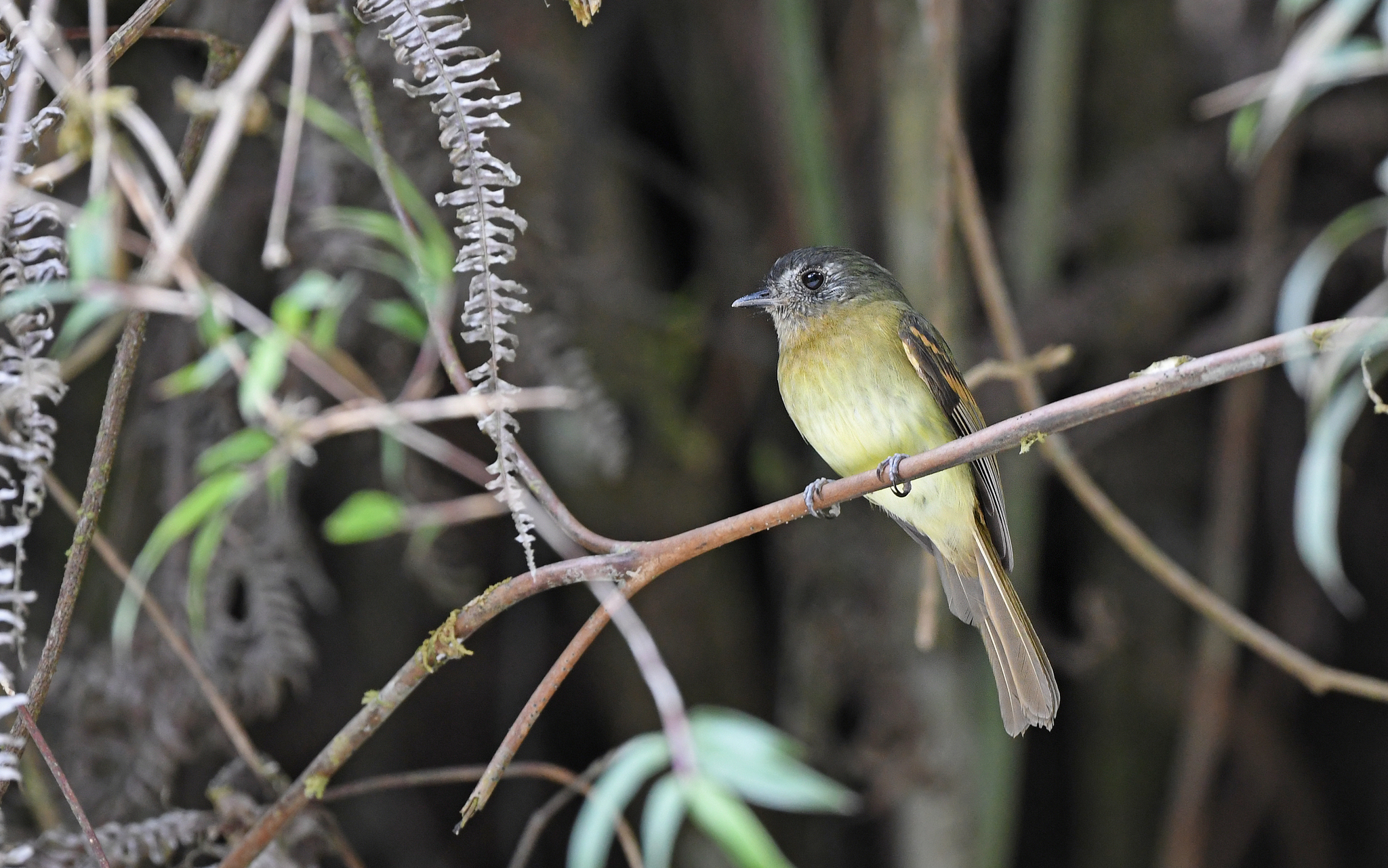 Inca Flycatcher (Leptopogon taczanowskii), photo 4