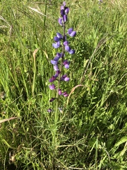 Lupinus truncatus