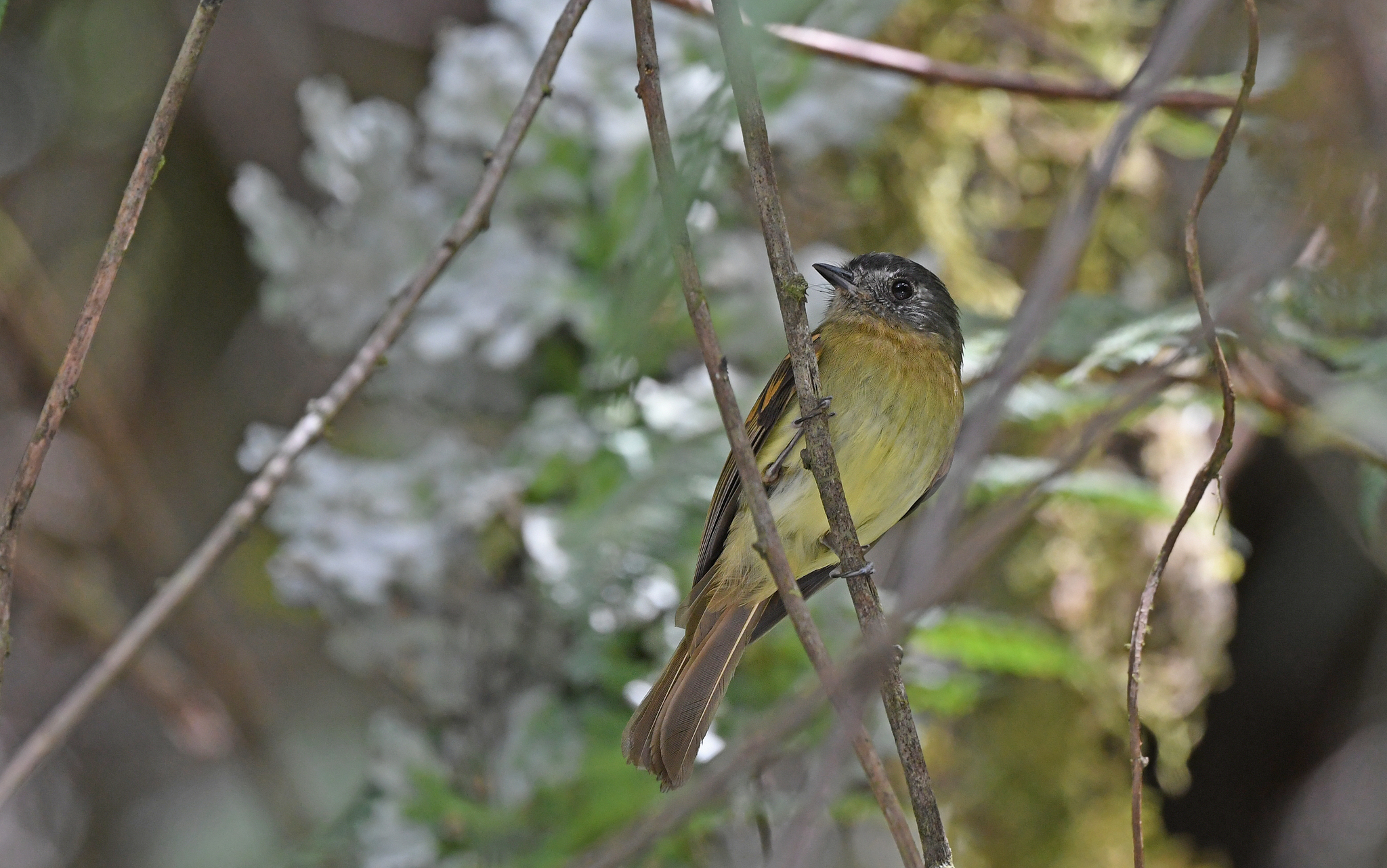 Inca Flycatcher (Leptopogon taczanowskii), photo 7