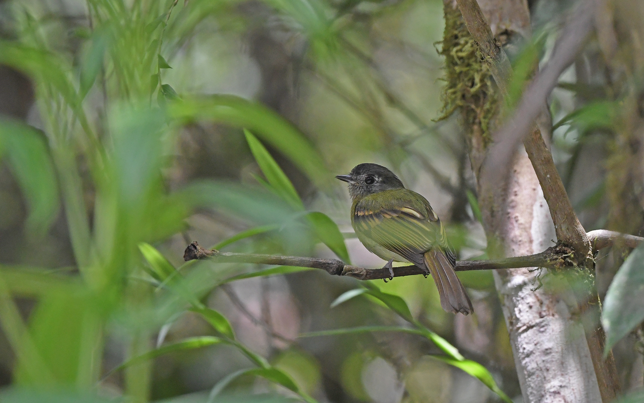 Inca Flycatcher (Leptopogon taczanowskii), photo 8