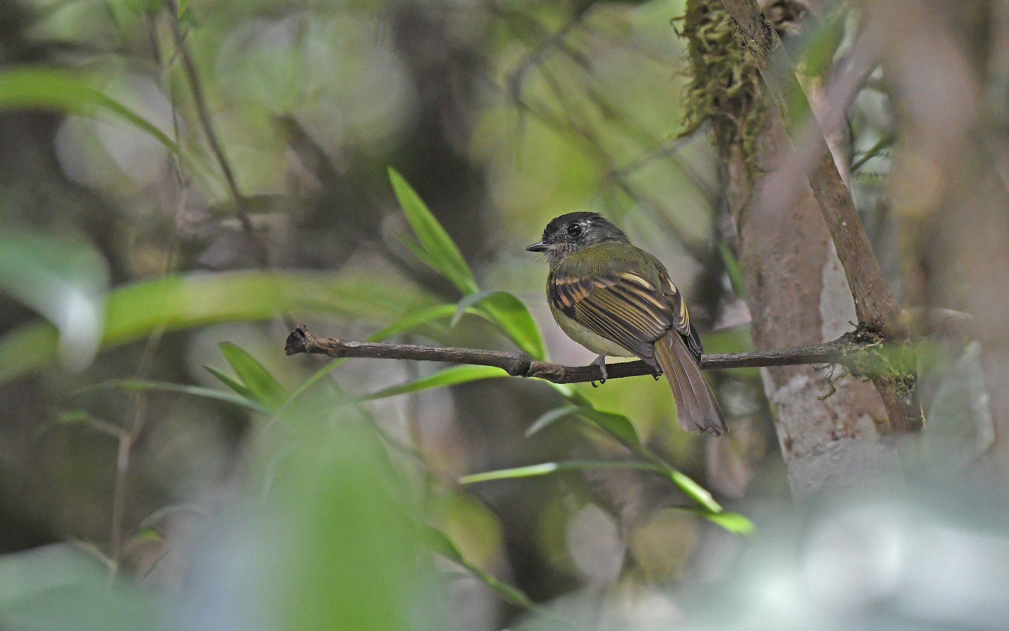 Inca Flycatcher (Leptopogon taczanowskii), photo 9