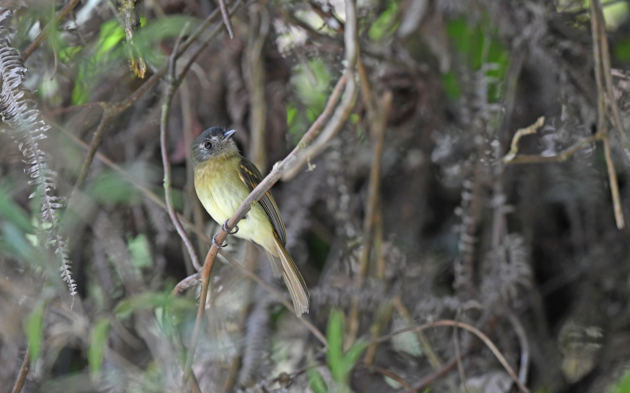 Inca Flycatcher (Leptopogon taczanowskii), photo 10