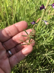 Lupinus truncatus