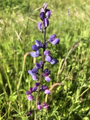 Lupinus truncatus