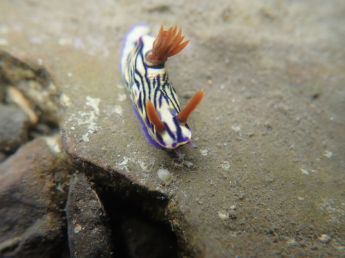 Photo of Zephyr hypselodoris (Hypselodoris zephyra)