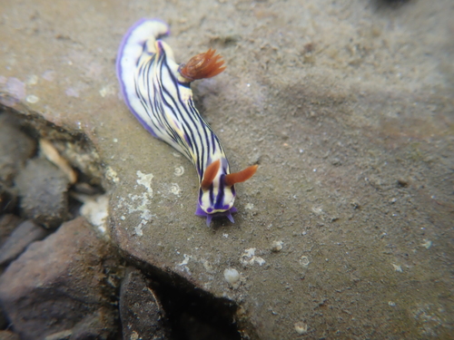Photo of Zephyr hypselodoris (Hypselodoris zephyra)