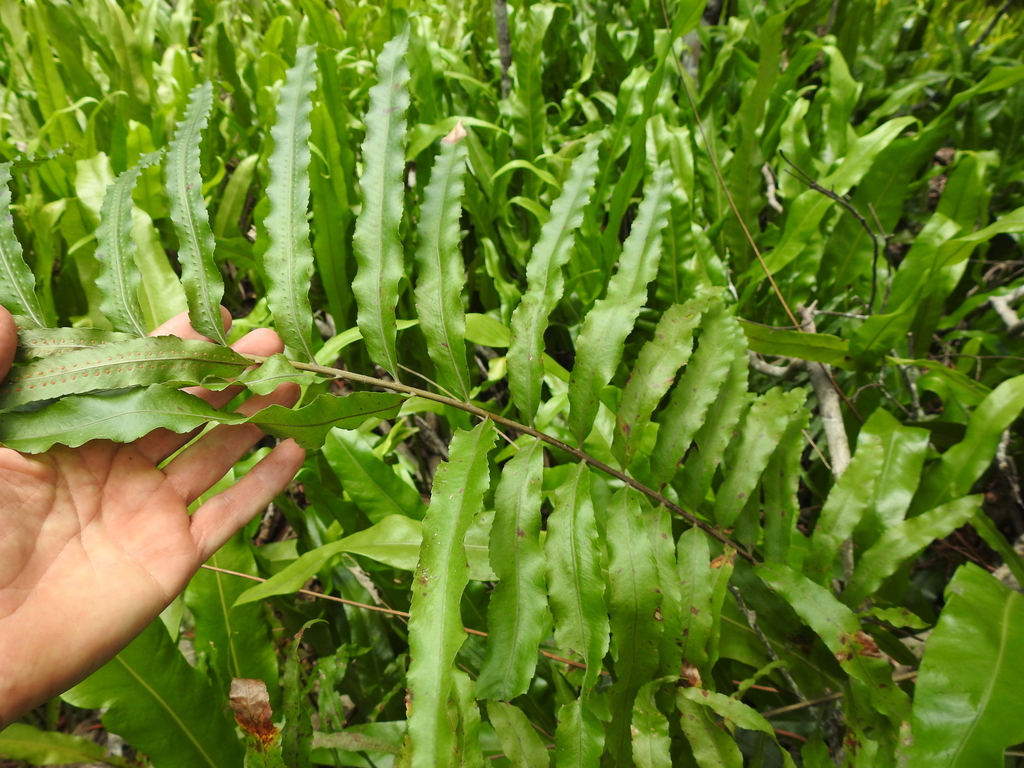 Tắc kè đá cứng – Drynaria rigidula