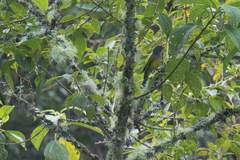 Cnemoscopus rubrirostris