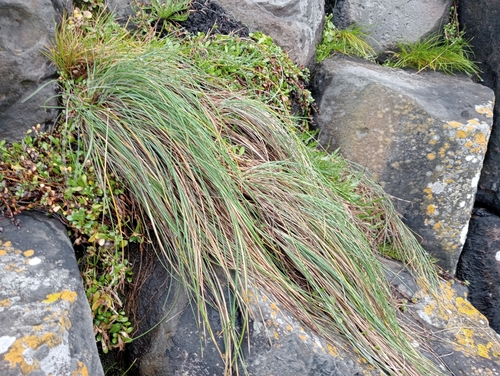Festuca coxii, photograph 3