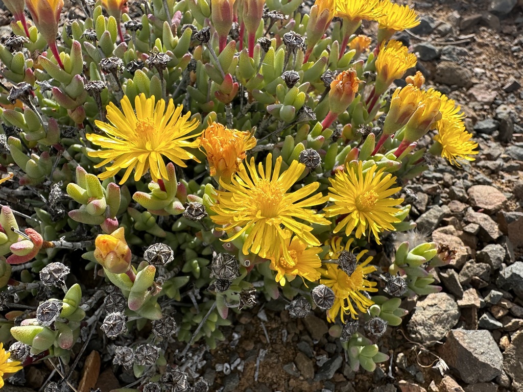 Chasmatophyllum braunsii