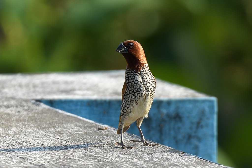 Scaly-breasted Munia (Checkered)