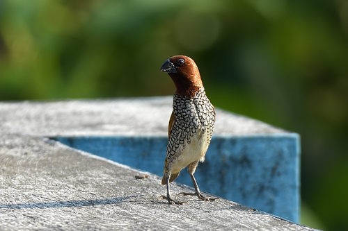 Scaly-breasted Munia (Checkered)