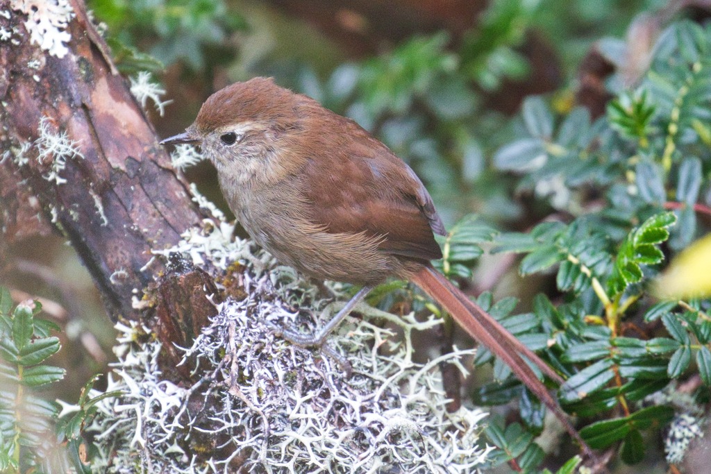 Piscuiz Barbiblanco, Asthenes fuliginosa