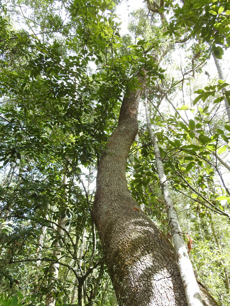 Endiandra sieberi from Takura QLD 4655, Australia on October 9, 2023 at ...