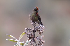 Chalcostigma herrani