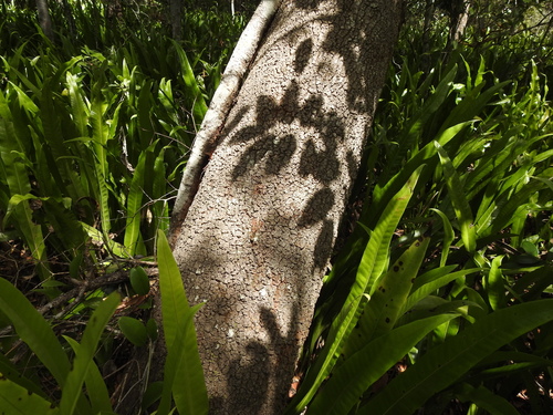 Image of Endiandra sieberi by (c) Scott W. Gavins, some rights reserved (CC BY)