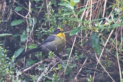 Atlapetes pallidinucha