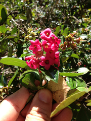 Escallonia rubra macrantha