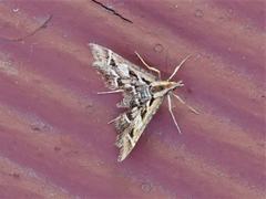 Diasemia grammalis