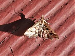 Diasemia grammalis