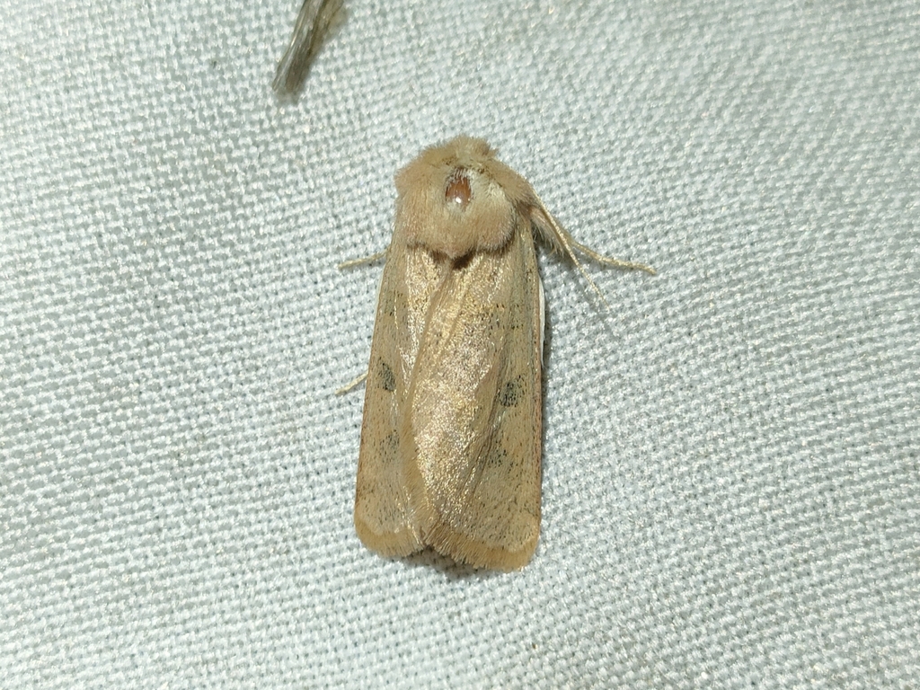 Episema grueneri