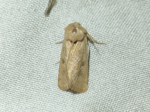 Noctuelle hispanique (La)