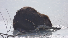 Castor canadensis