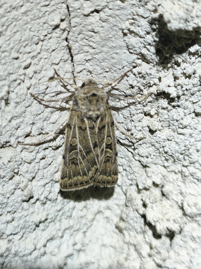 Xestia trifida