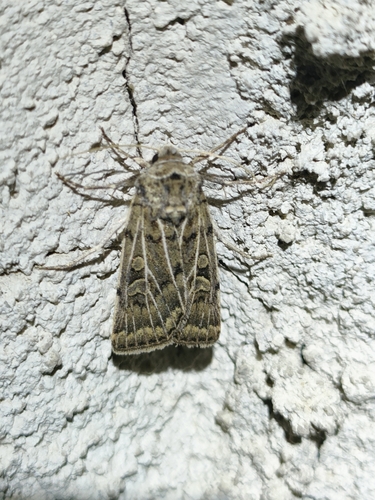 Xestia trifida