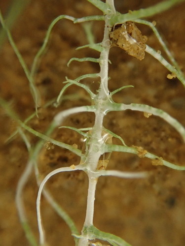 Methuselah's Beard Lichen