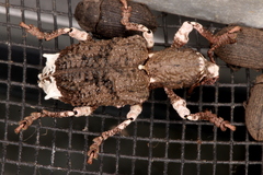 Aesiotes leucurus